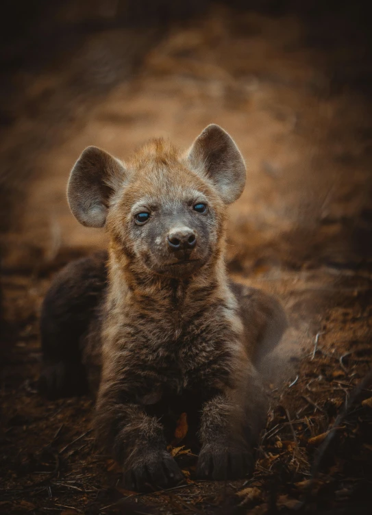 a young hyena cub, resting on a field floor