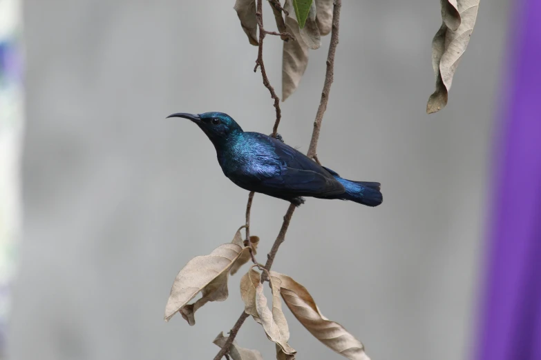 a blue bird sitting on top of a nch with leaves