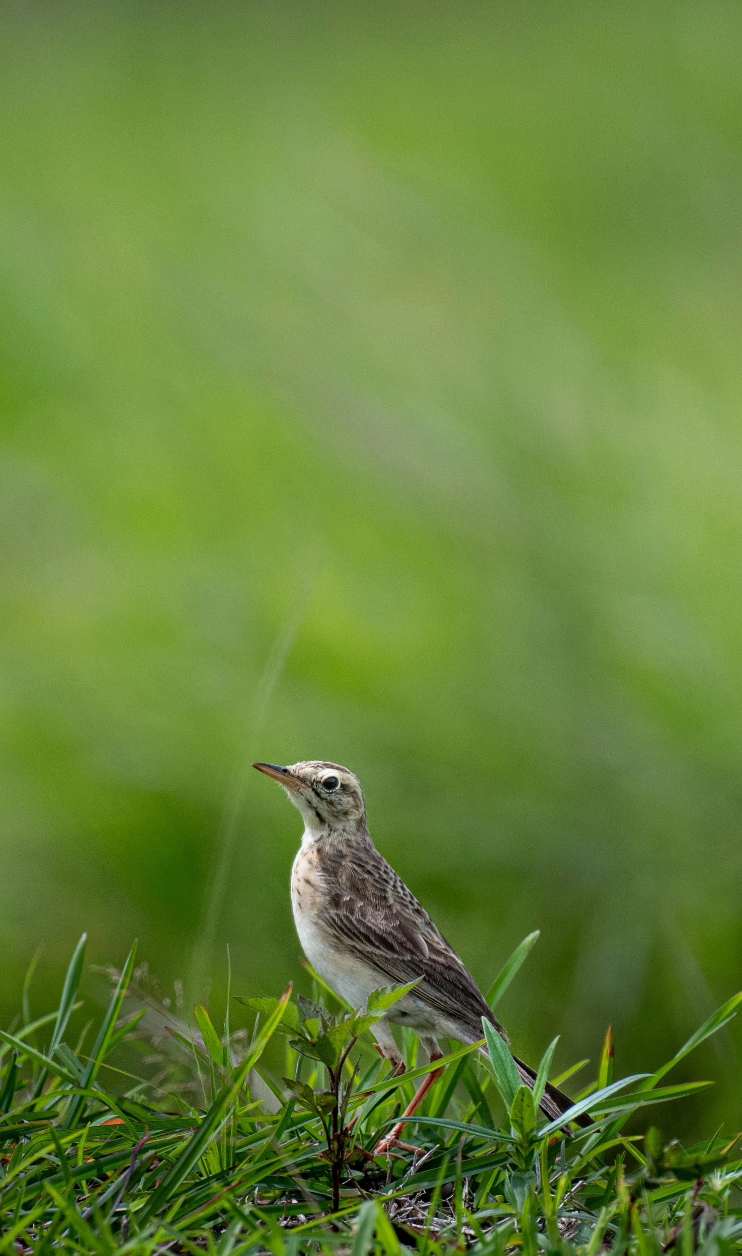 bird with long beak standing on top of a patch of green grass