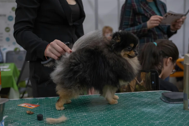 a small dog stands in front of some people at a show