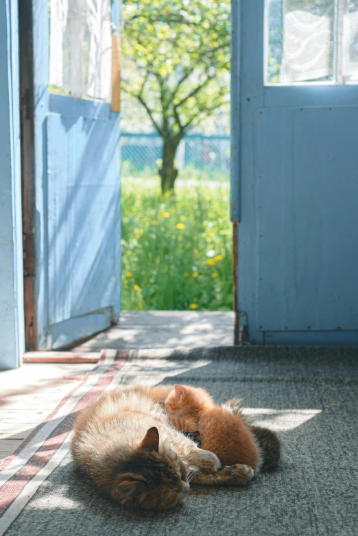 a pair of cats laying down on the ground