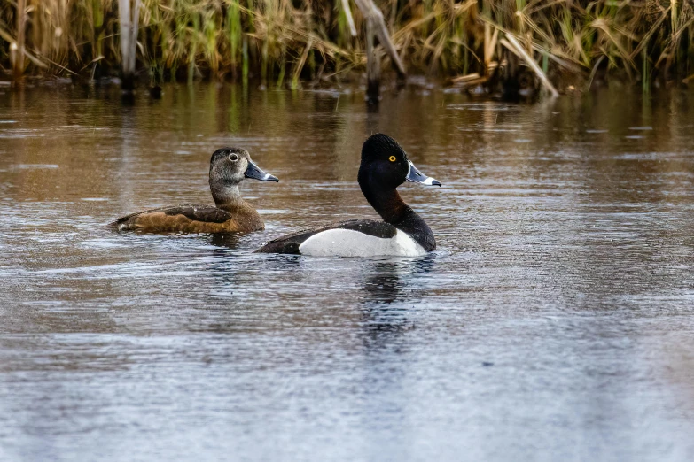 two ducks are sitting in the water in a lake