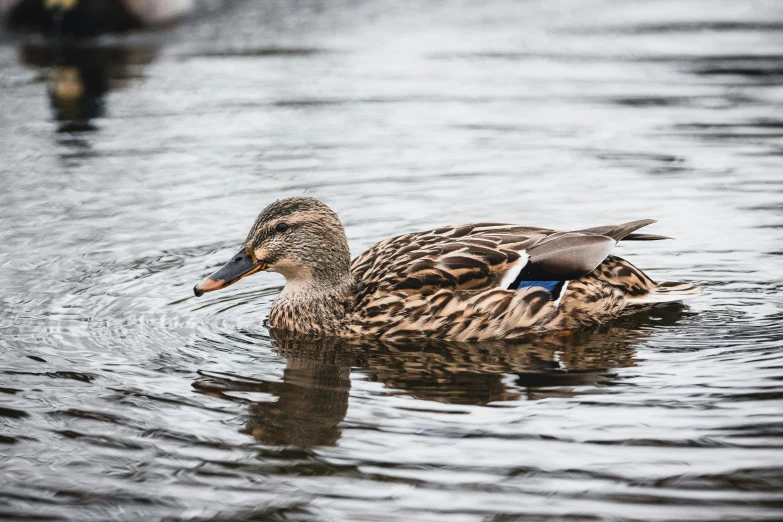 the duck is swimming in the large lake