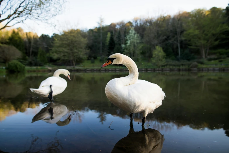 swans standing in front of some water surrounded by trees