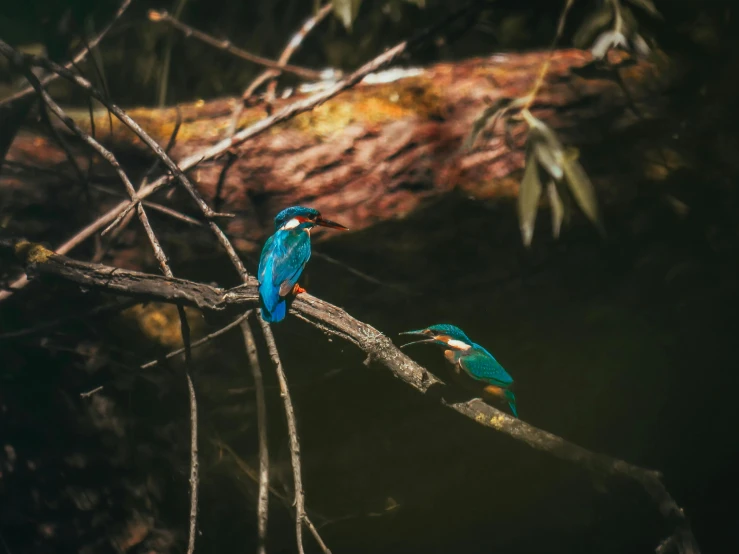 two birds on a tree nch are sitting next to each other