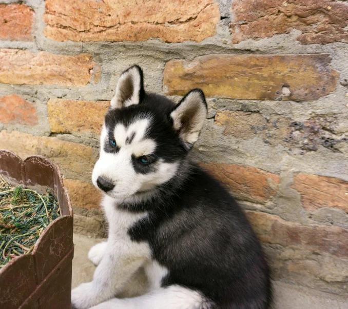 a stuffed husky dog sitting next to a pile of hay