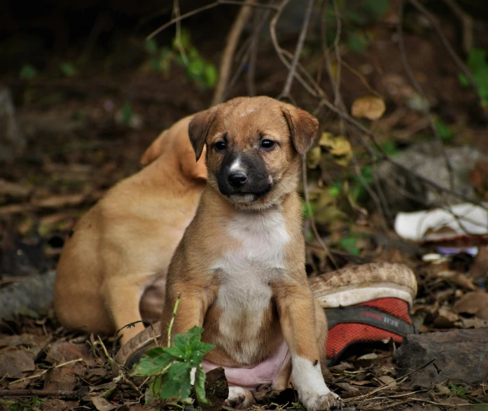 the dog is sitting on the ground next to some shoes