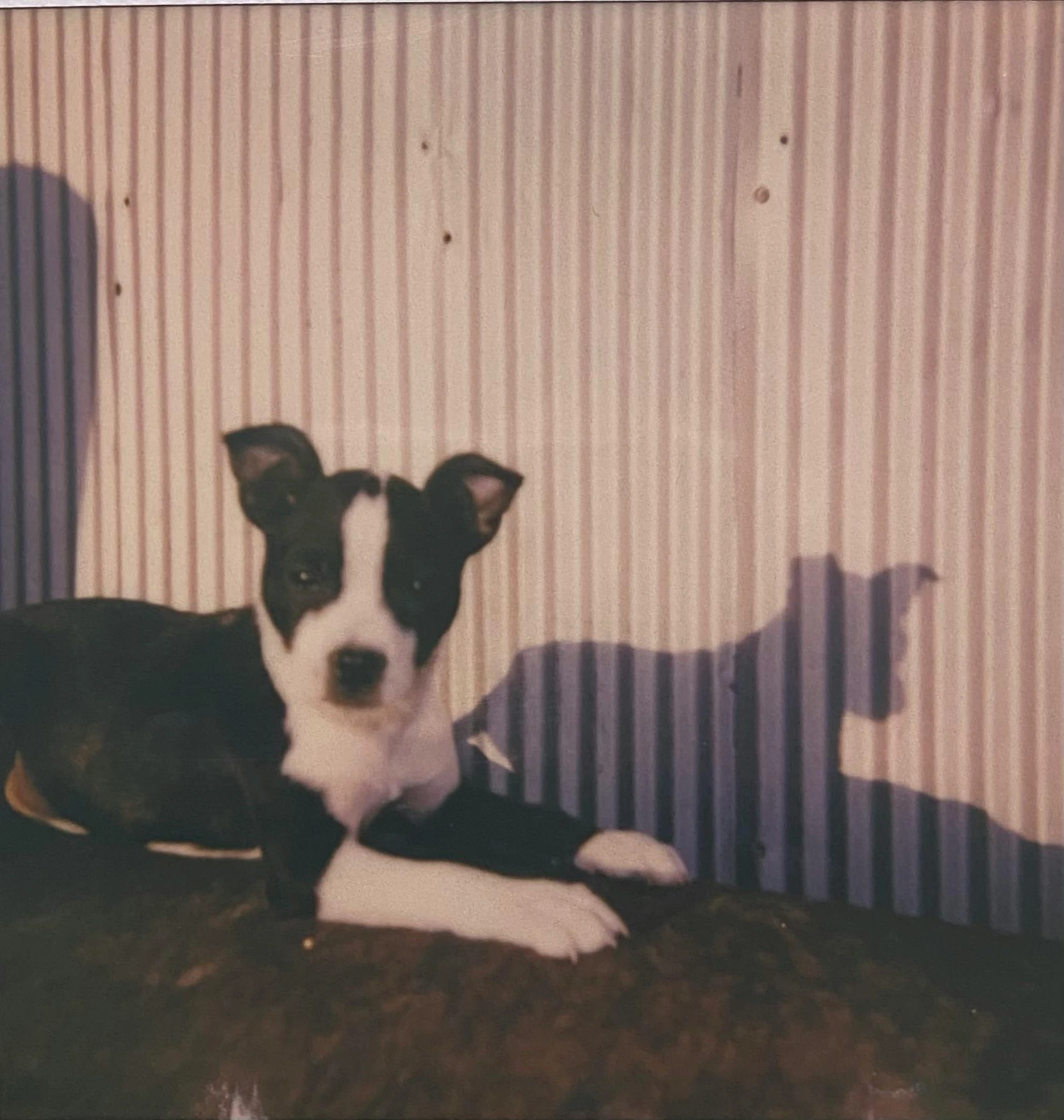 a dog lying on the floor in front of a striped wall