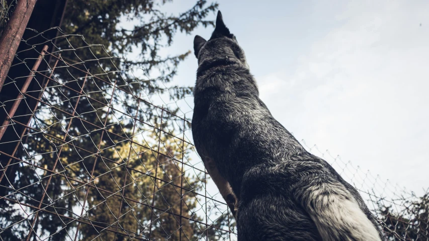 the dog is looking up at the fence