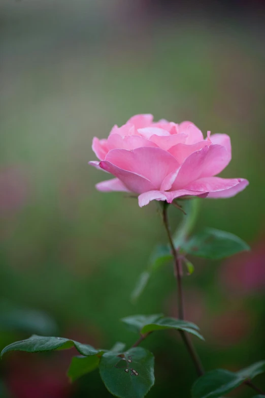 an open pink rose bud is blooming in a garden