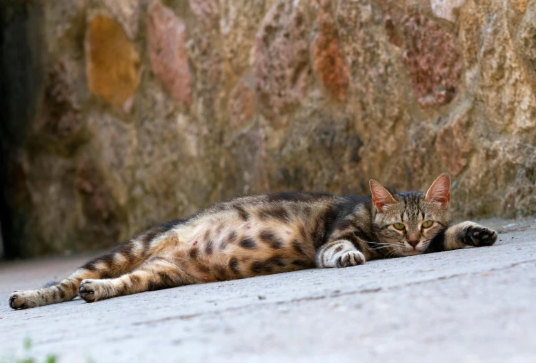 the striped cat is laying in the shade