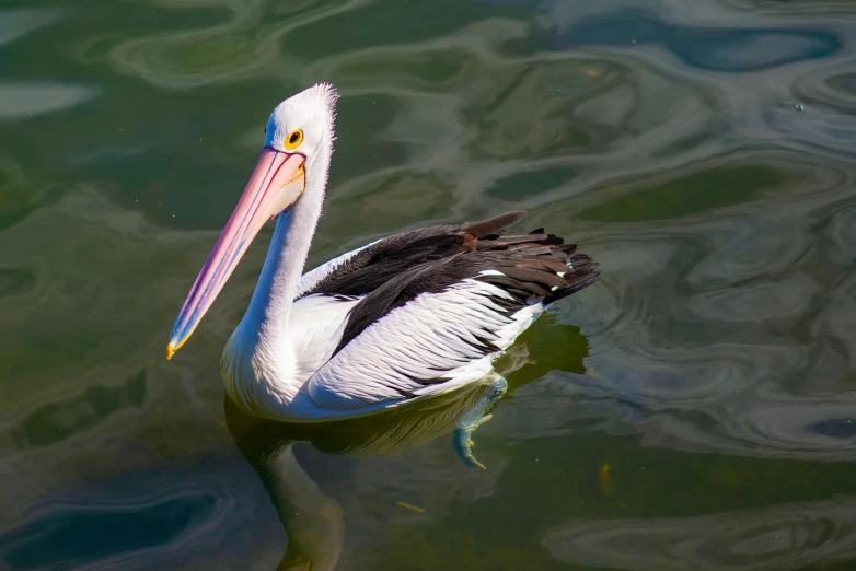 a black and white bird floating on top of the water