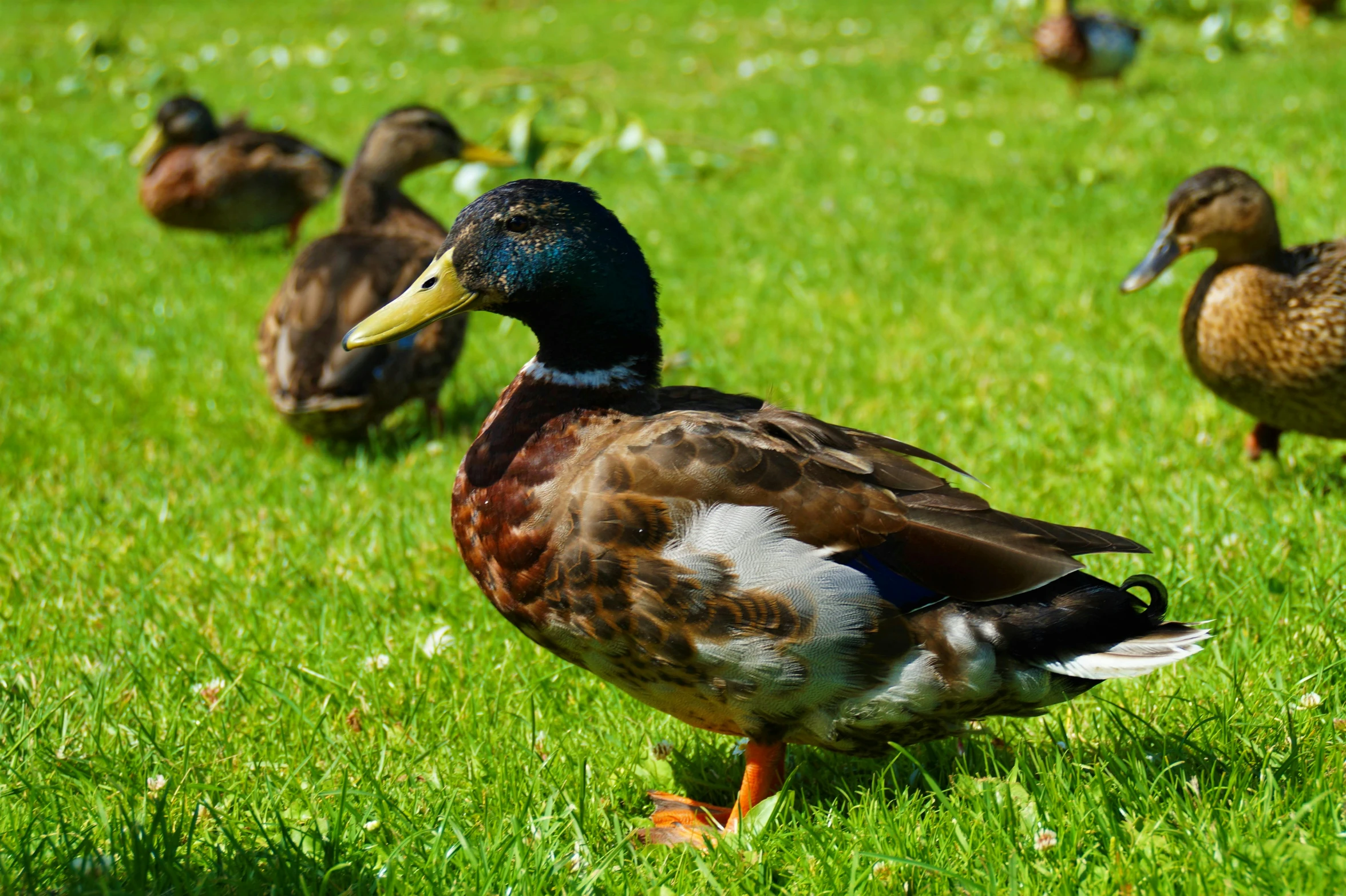 the ducks are walking through the grass together