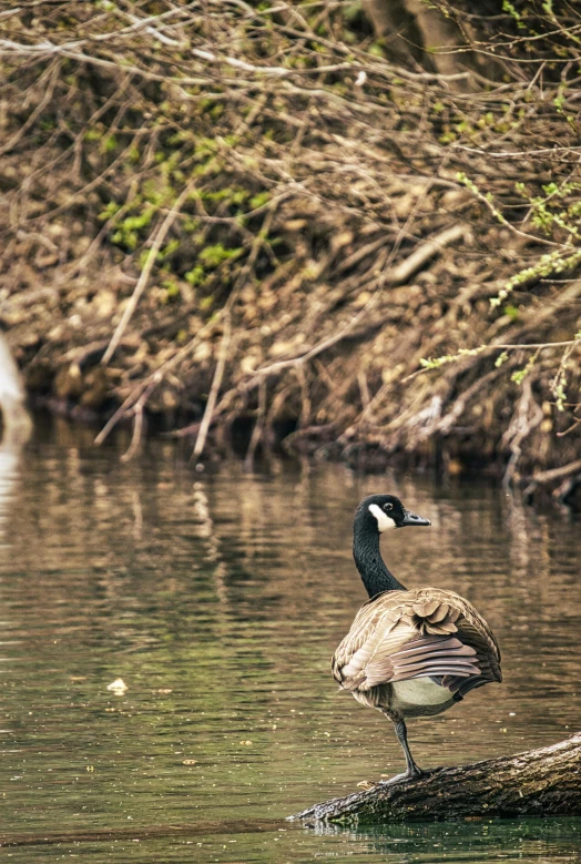 a goose is standing on a log in the water