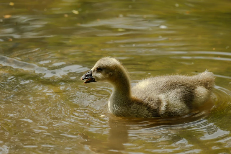 a duck with a black eye and long beak swimming in the pond