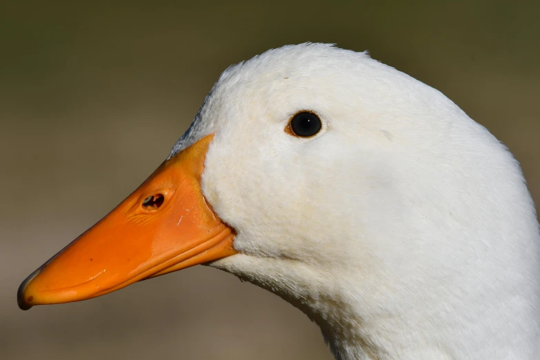 there is a white bird with an orange beak