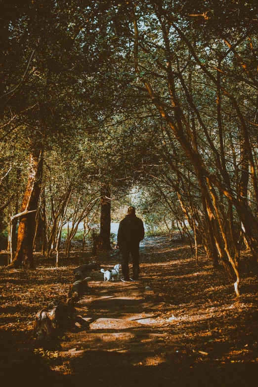 two people walking through the woods near trees