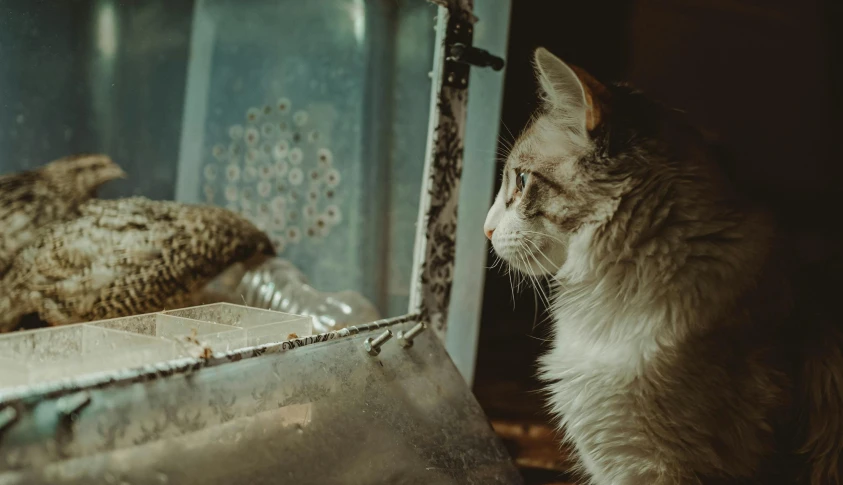 a cat sitting by an old metal stand