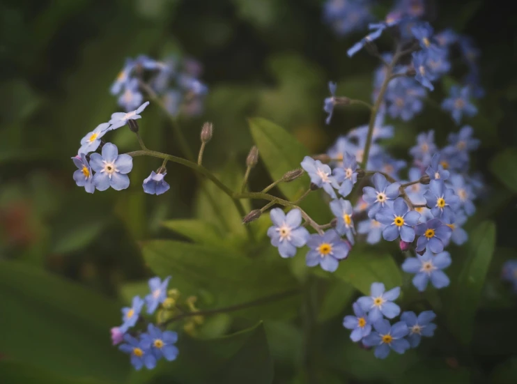 forgeters or forgeter's blue flowers are in a garden