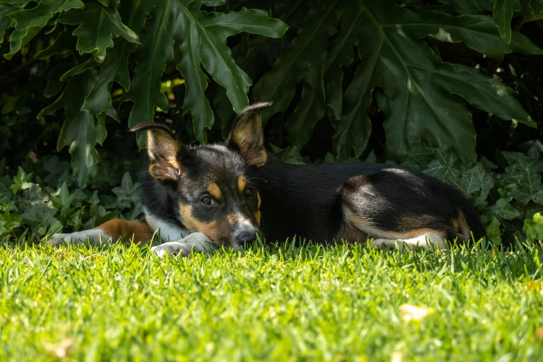 the dog is laying in the grass near the tree