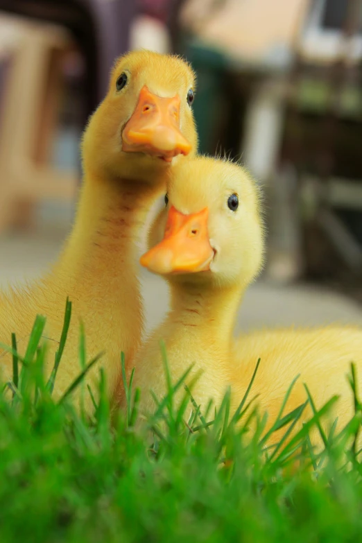 two little ducks in the grass looking towards the camera