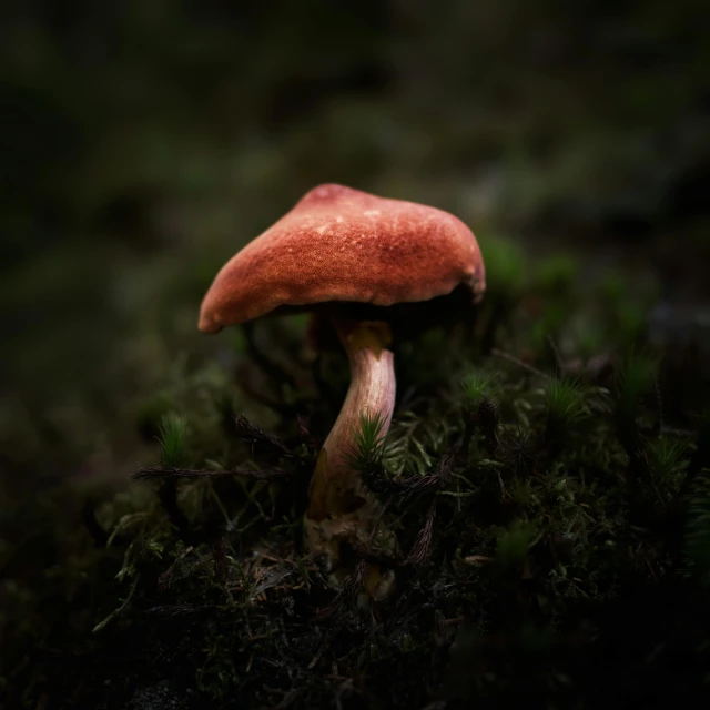 a red mushroom that is on the ground