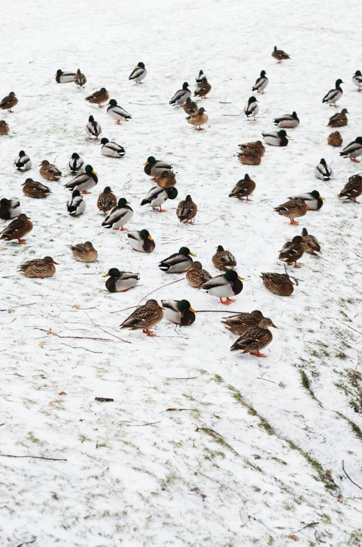 a flock of ducks are sitting in the snow