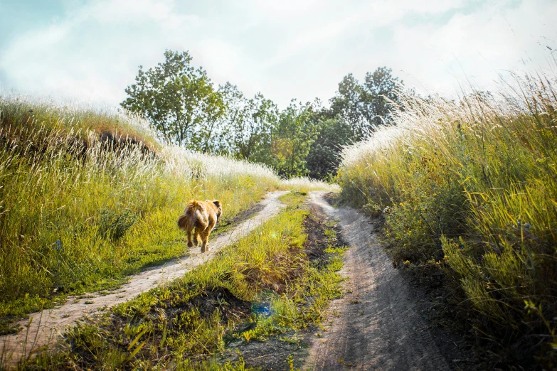 a dog is walking on a narrow road through tall grass