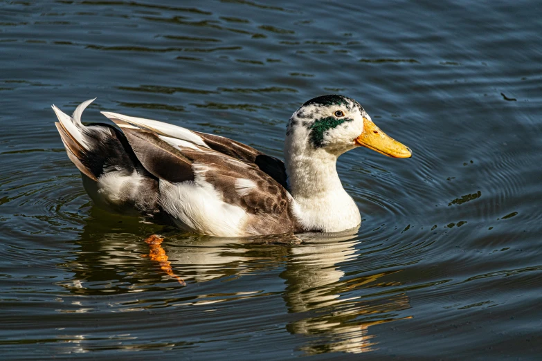 a duck with its beak up swims through the water