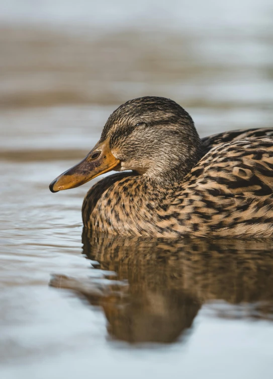 a duck swims on the water in a pond