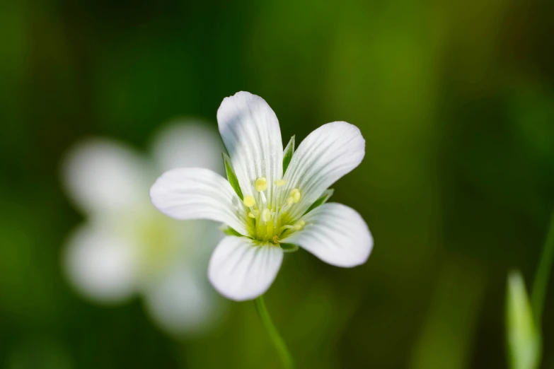 a single white flower with green blurry background