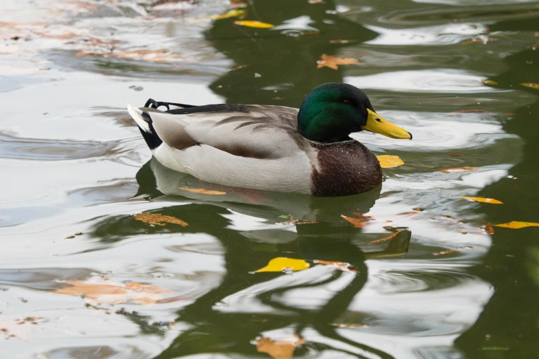 the duck is sitting in the pond with its head above the water