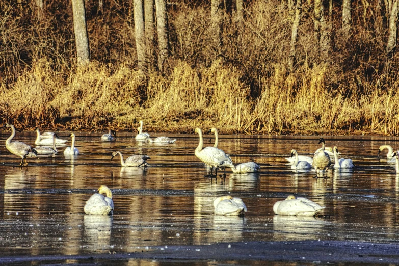 several birds are swimming in the water in the middle of a lake