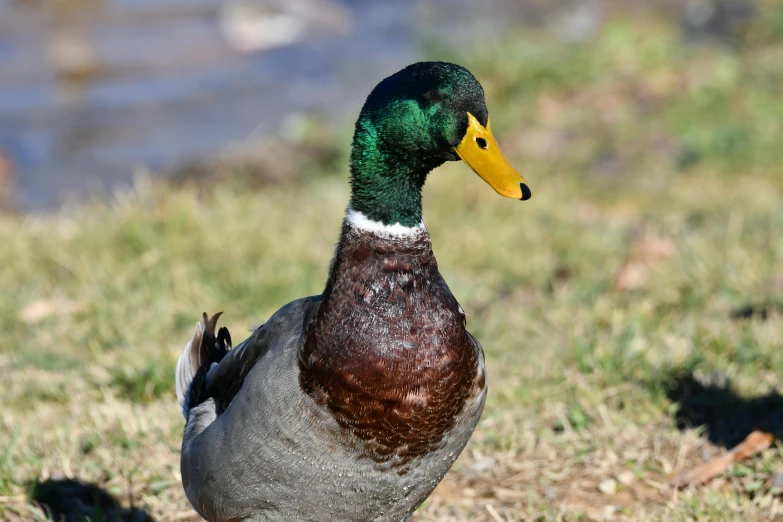 an image of a mallard standing in the grass