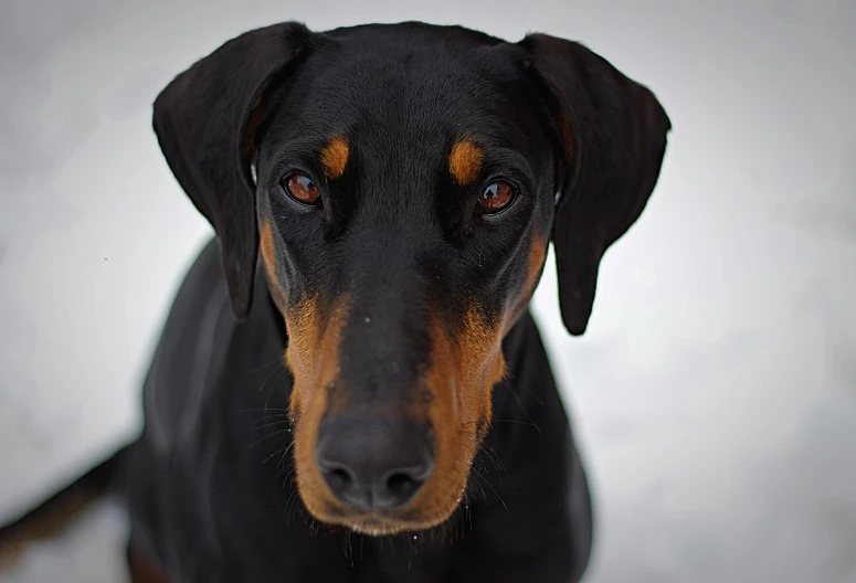 a close - up of a black dog with brown patches