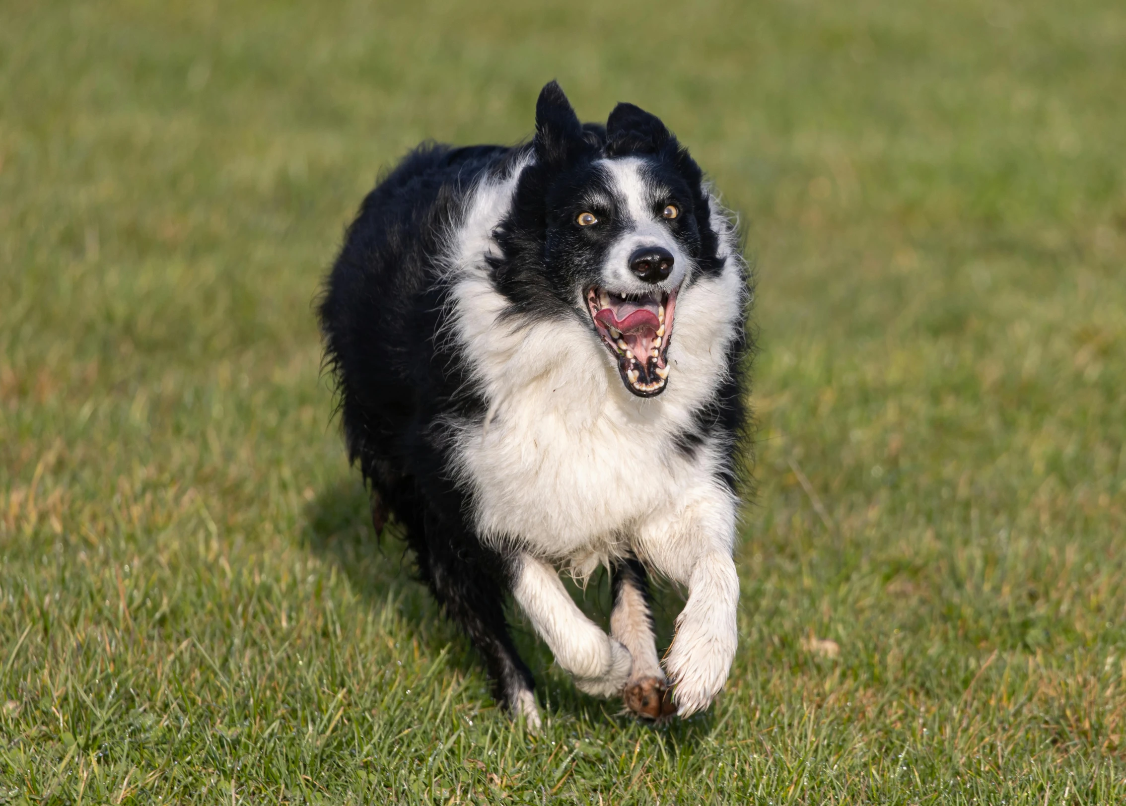 a happy dog running in the grass with his mouth open