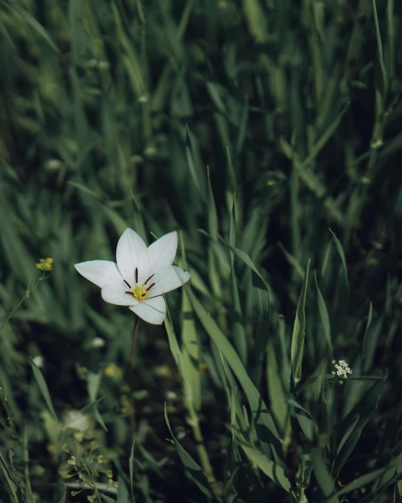 an all white flower growing in a grassy field