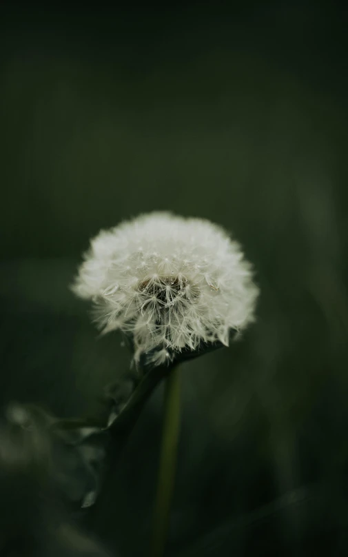 a close up of a small white dandelion