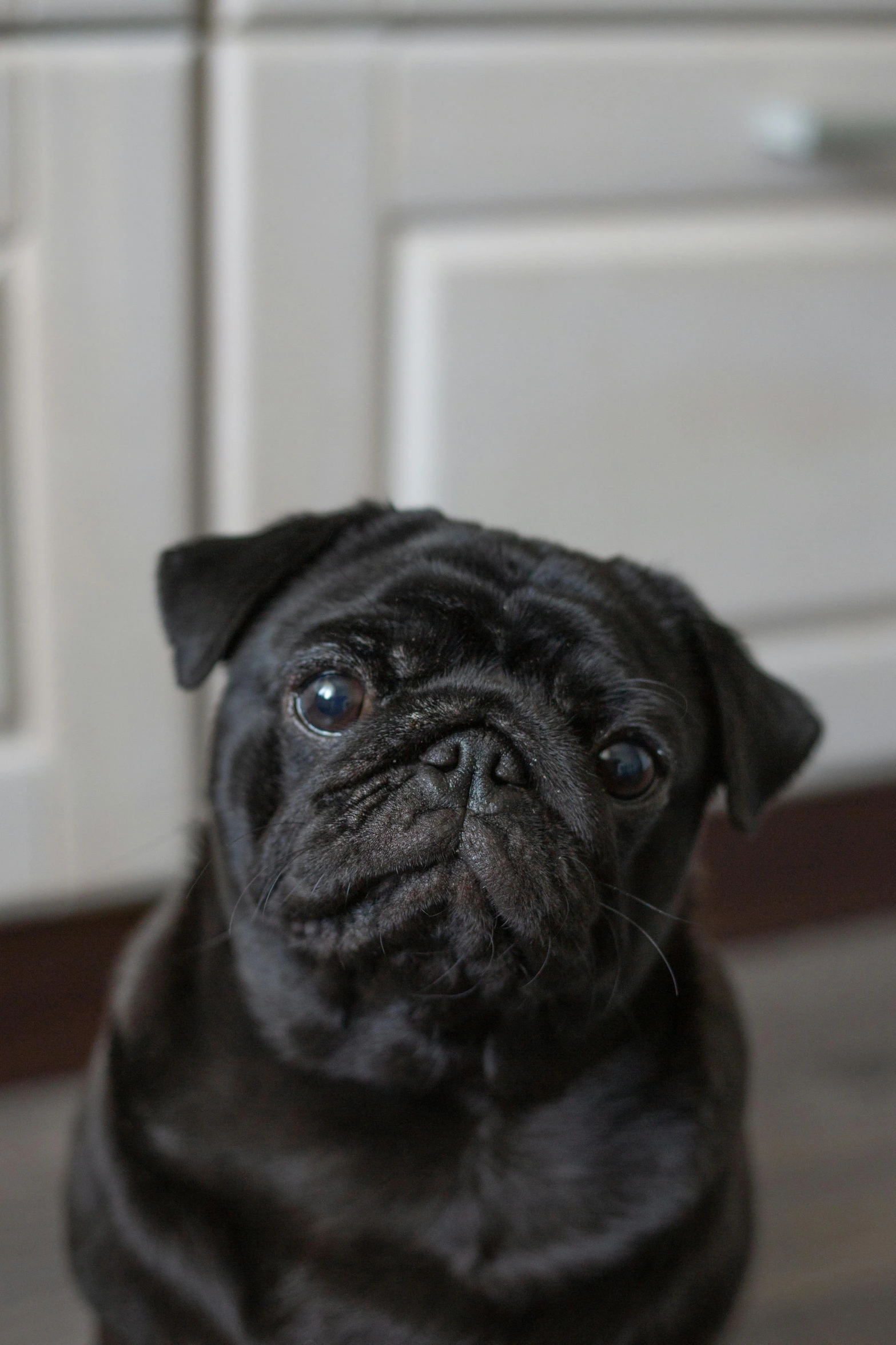 a pug looking to the left on a hard wood floor