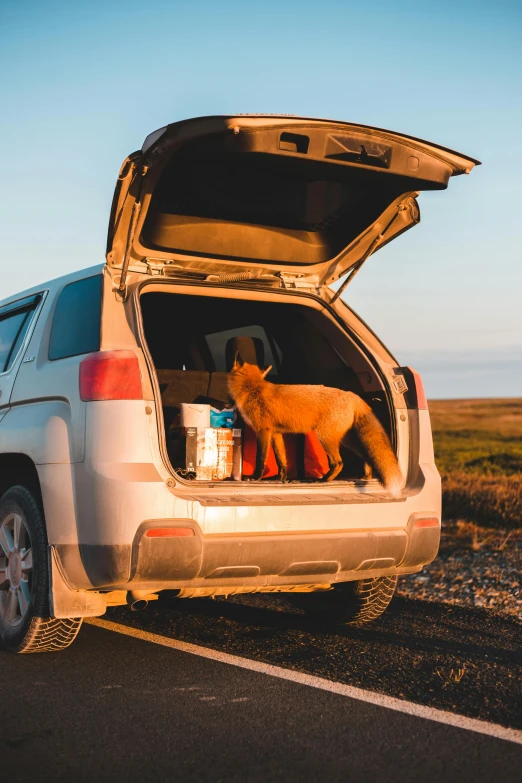 the animals are looking for food to eat in the open trunk of a white suv