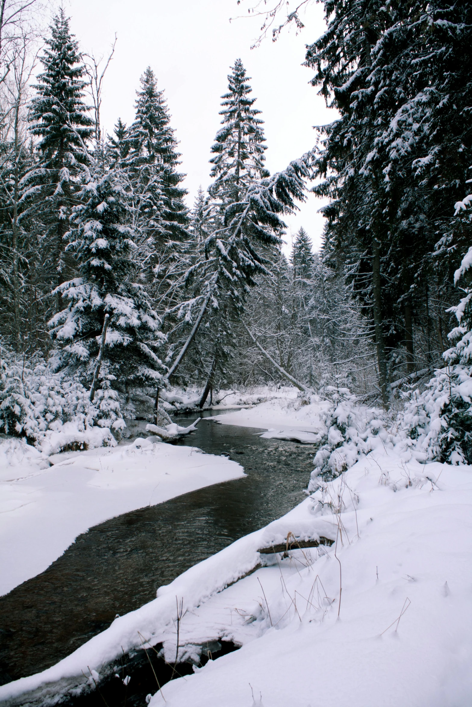 a stream runs through snow covered trees and into the woods