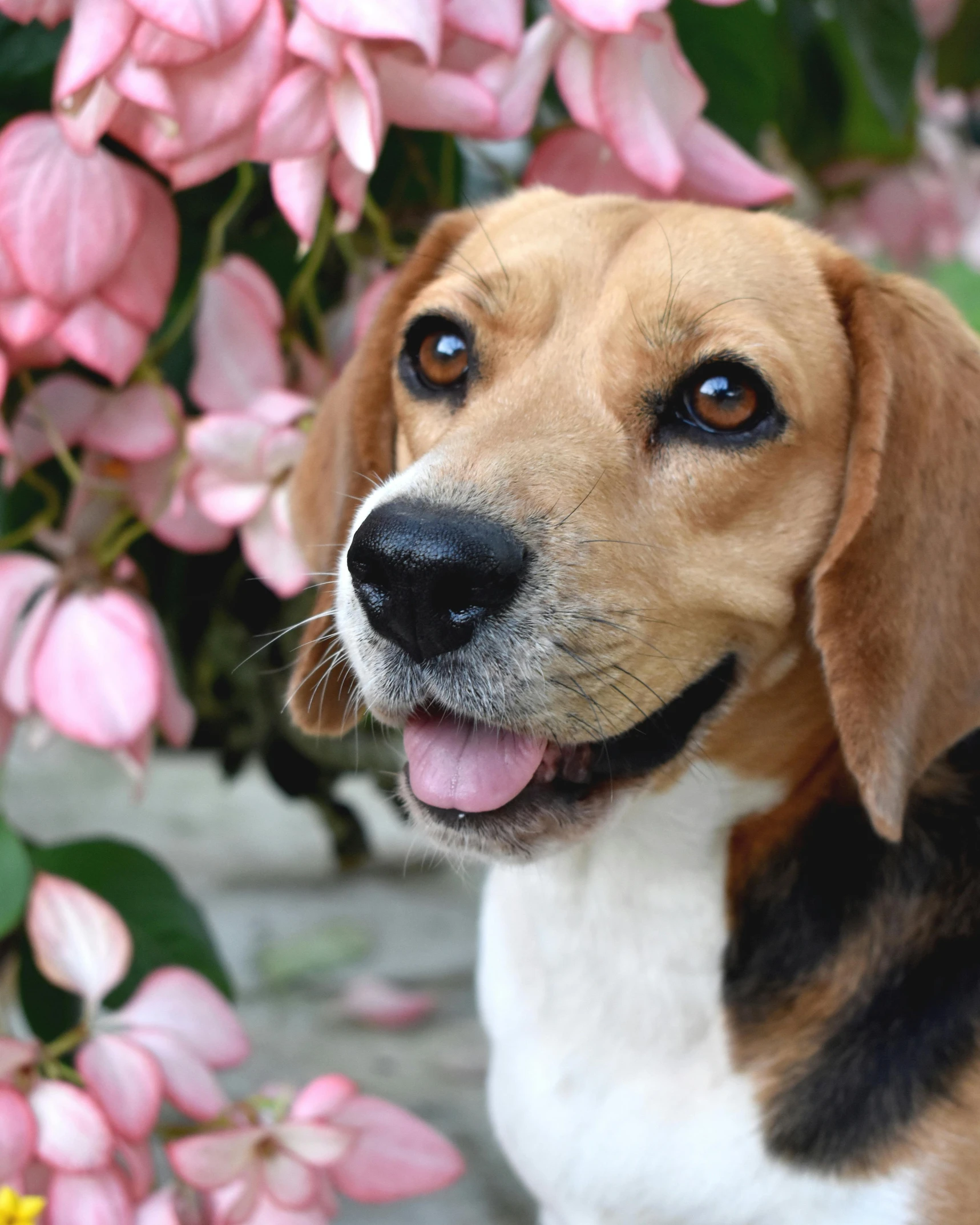 a dog's face is surrounded by pink flowers