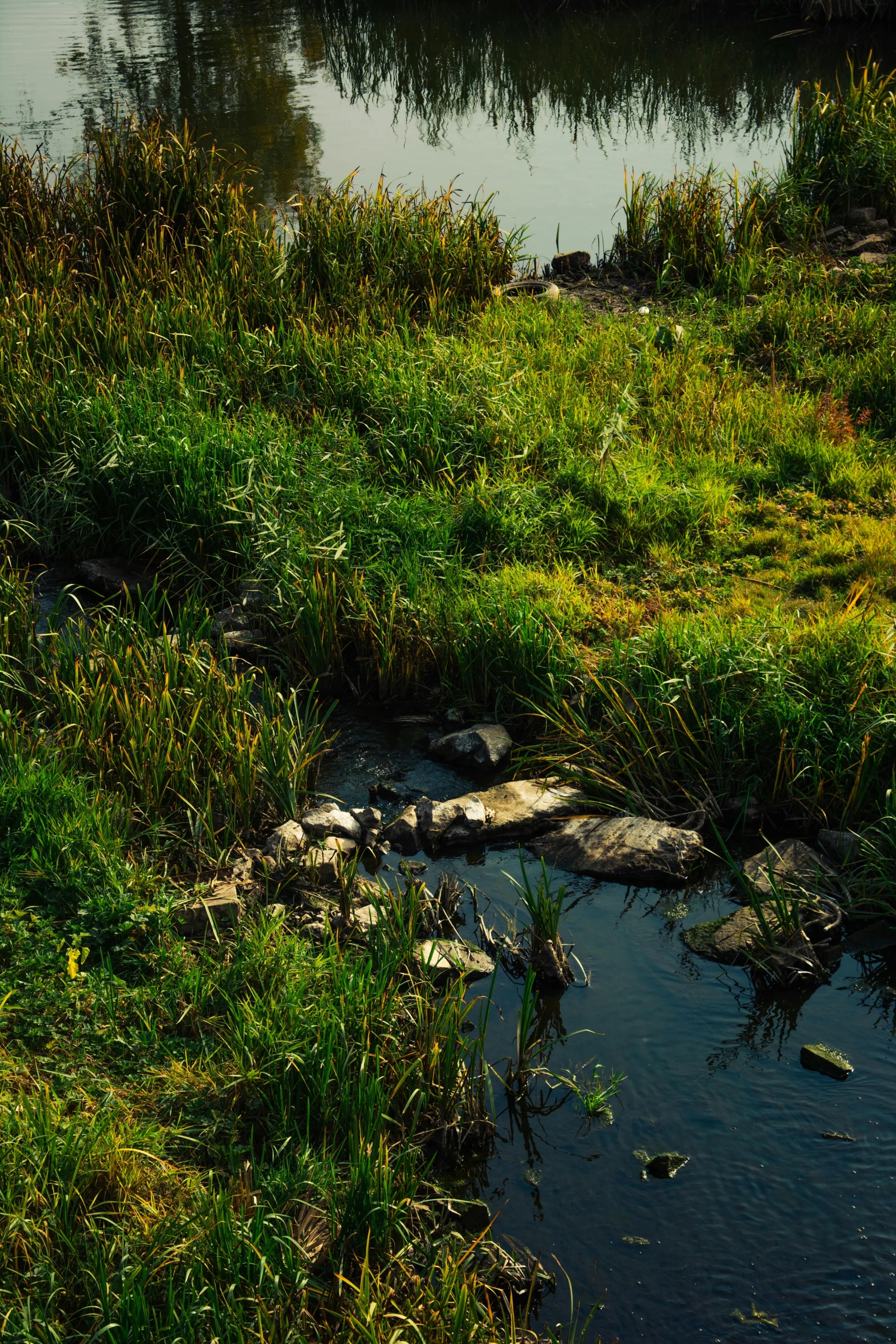 a couple of animals walking on top of a grass covered field