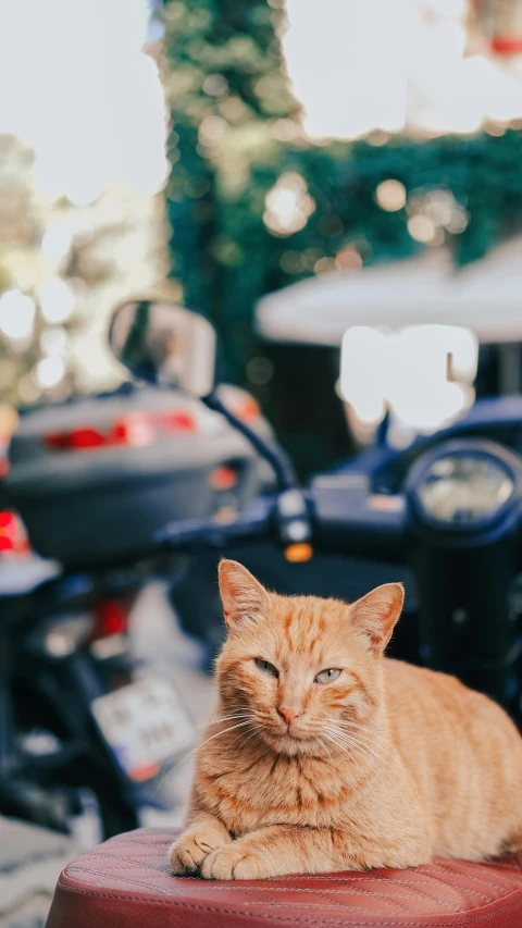 a cat sitting on a red table looking at the camera