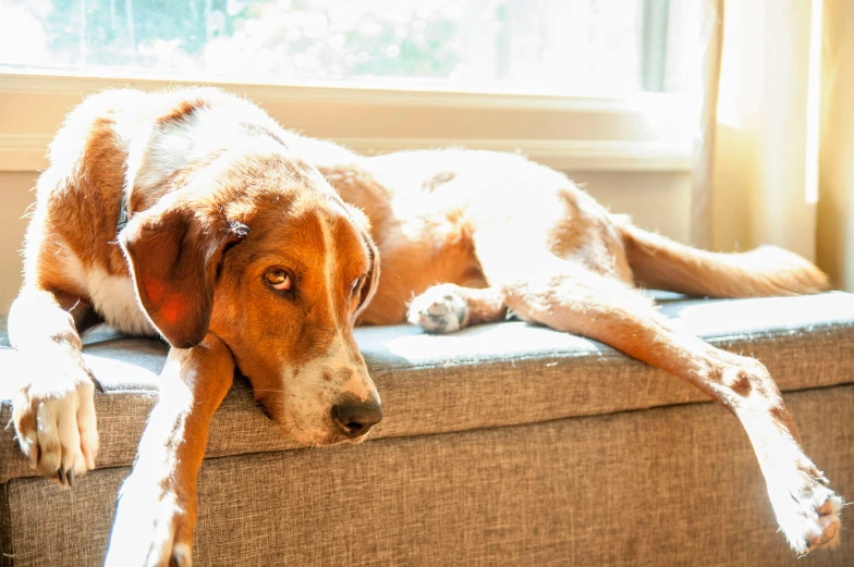 dog on couch with sun shining through window