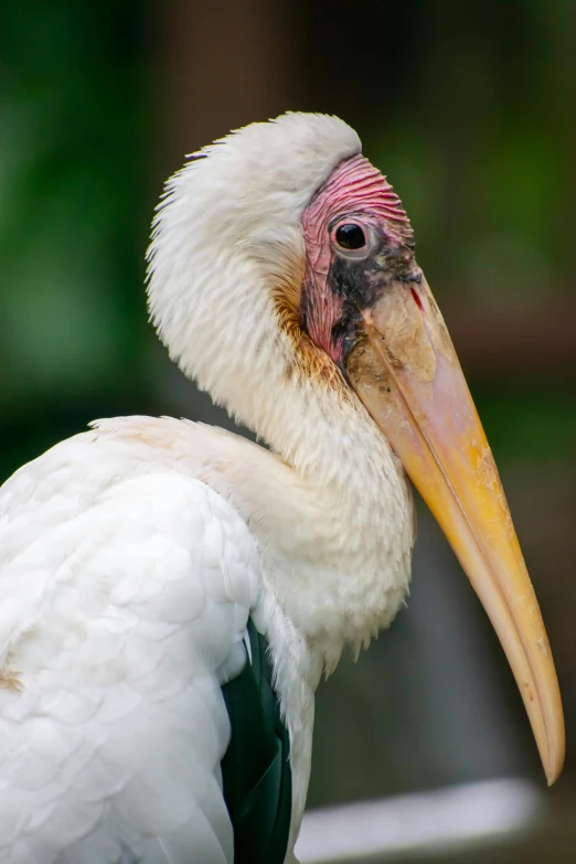 a white bird with a large beak looking forward