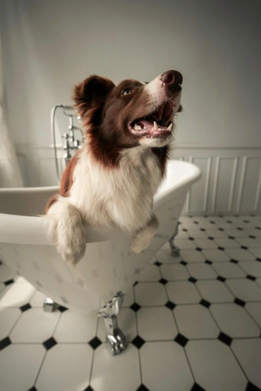 the dog is enjoying sitting on a bathtub