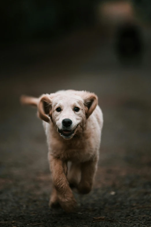 a white dog running across a gravel road