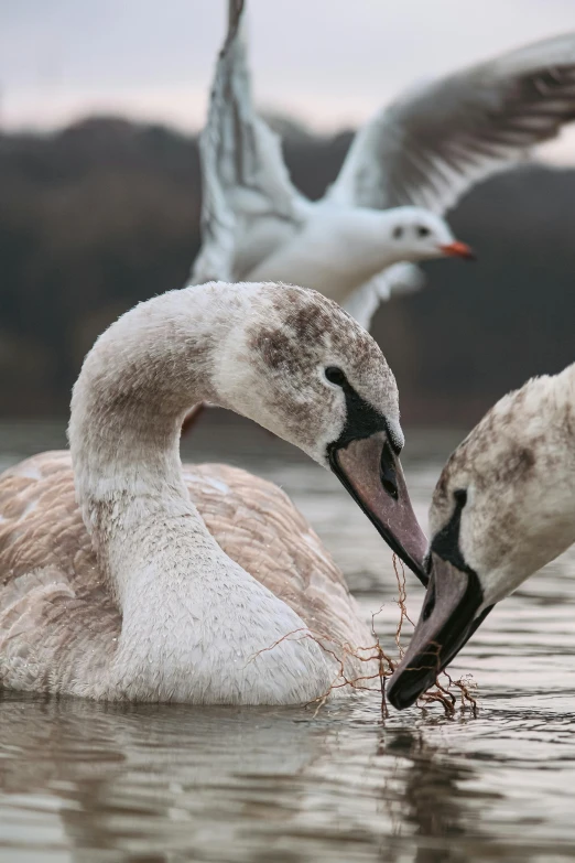 swans in water with white and gray feathers