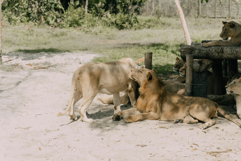 three lions and two lambs are on the sand